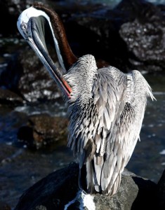 Clean Pelican