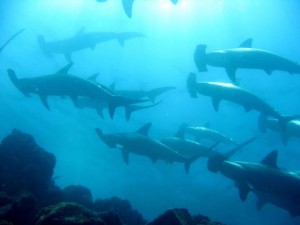 Hammerheads Galapagos