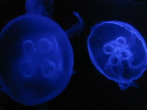 Jellies 7