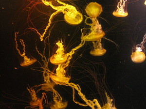 Jellies1