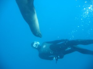 Sea Lion Snorkel